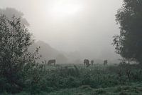 Vaches dans le brouillard