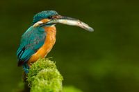 Kingfisher with young pike