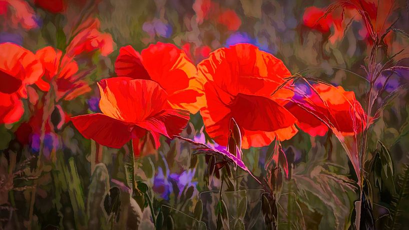 Poppies by Rob Boon