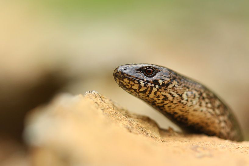 Hazelworm von Tjomme Fernhout