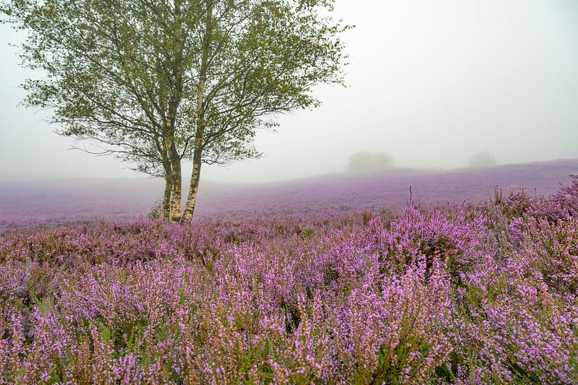 Nebliger Sonnenaufgang über einer Heidelandschaft von Sjoerd van der Wal Fotografie