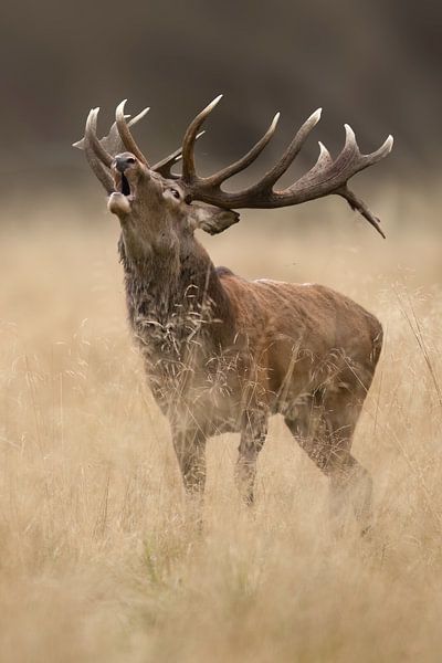 Red deer oestrus by Liesbeth Steller