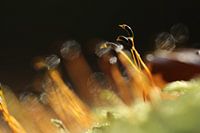 Les mousses au soleil