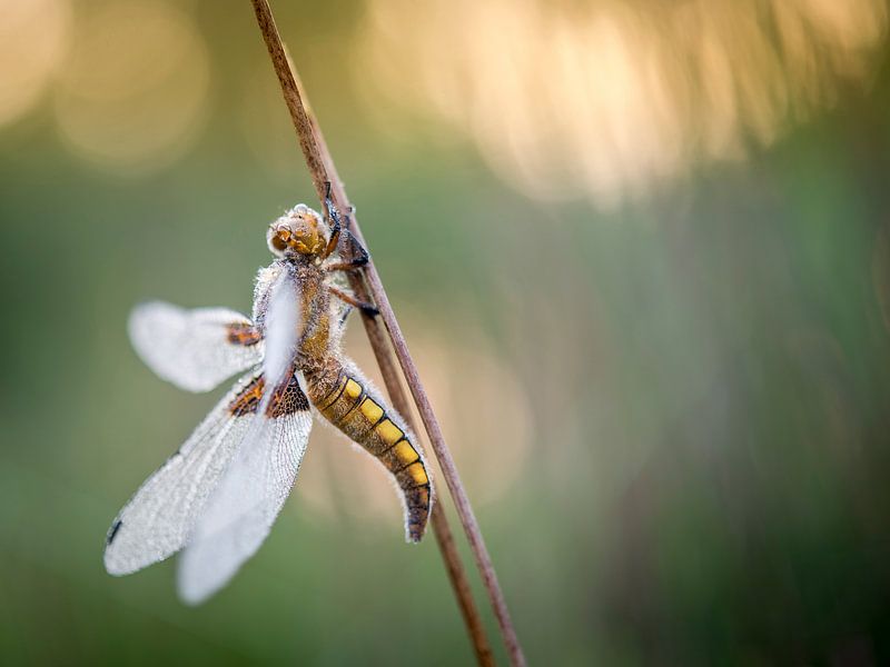 Ventre plat au lever du soleil par Erik Veldkamp