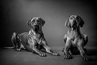 Rhodesian Ridgeback