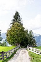 Gehweg zu den Bäumen