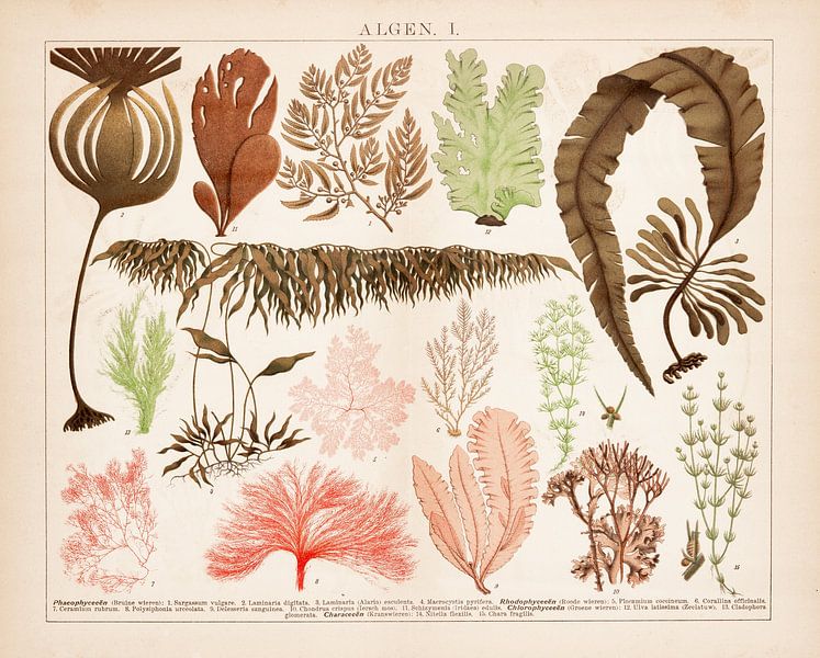 Antique plate with algae in colour. by Studio Wunderkammer