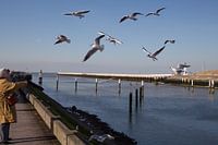 Vogeltjes voederen in Nieuwpoort