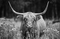 Majestätischer schottischer Highlander, fotografiert im Naturschutzgebiet Stippelberg, Deurne. Eine zeitlose Darstellung von Ruhe und natürlicher Schönheit.