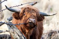 Young Scottish Highlander