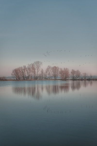 Spiegelung der Bäume im Wasser auf der Insel Maurik von Moetwil en van Dijk - Fotografie
