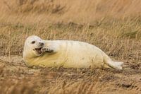 Laughing seal