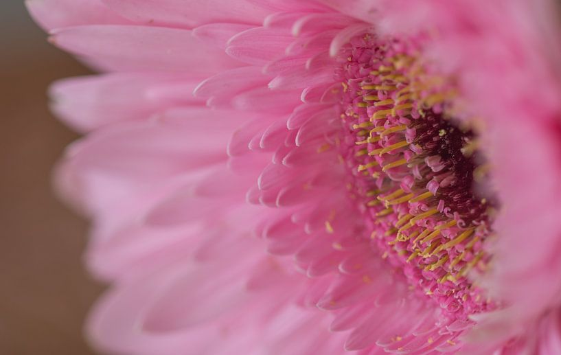 Pink gerbera, cut flower by Ingrid van Wolferen