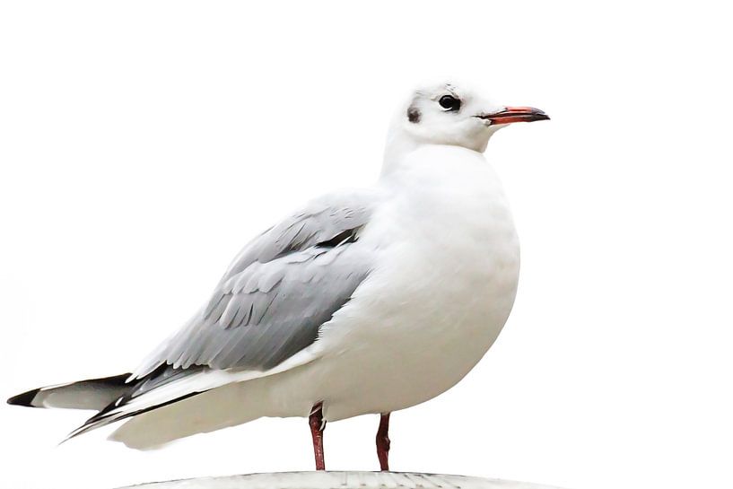 Mouette rieuse dans la robe d'hiver par Fotografie Jeronimo