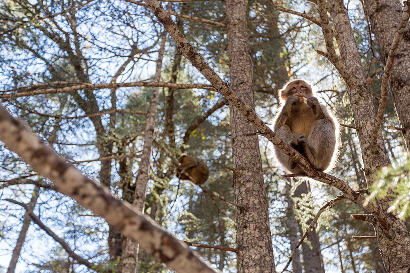 Berberapen  von Tjomme Fernhout