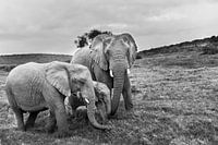 Portrait of family African elephants (Loxodonta)