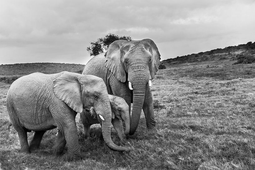 Portrait of family African elephants (Loxodonta) by Remco Donners