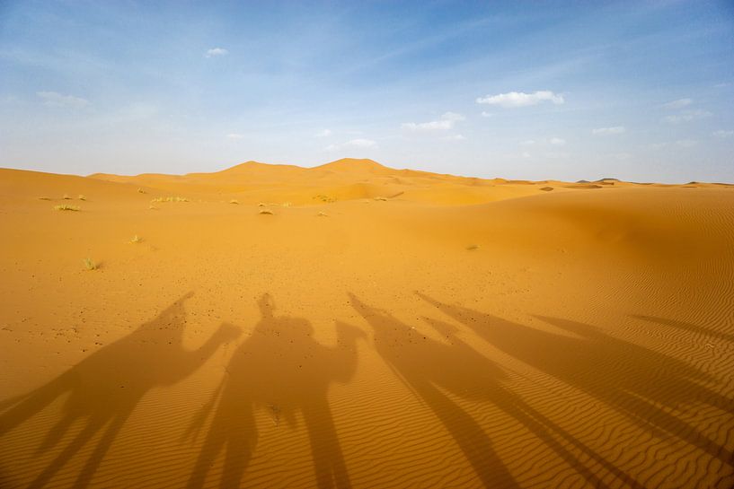 Schatten der Kamele in Marokko von Eline Chiara