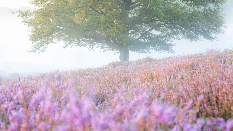 Bruyère fleurie sur le Posbank par Sander Grefte