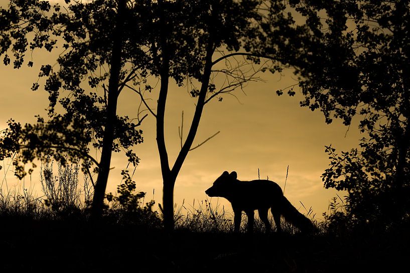 Renard au coucher du soleil par Andius Teijgeler