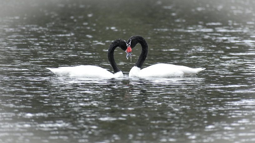 Black-necked swans in love make a heart by Christian Peters
