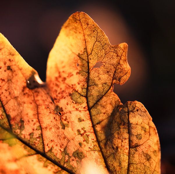 Herbstglühen von Struinkunst
