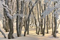 Bergbuchenwald im Winter