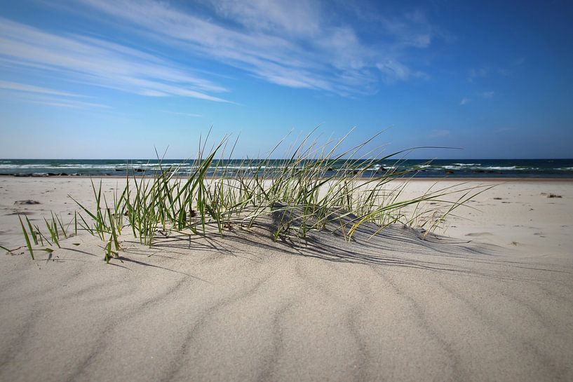 Les dunes en mai par Ostsee Bilder