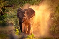 Éléphant au Botswana