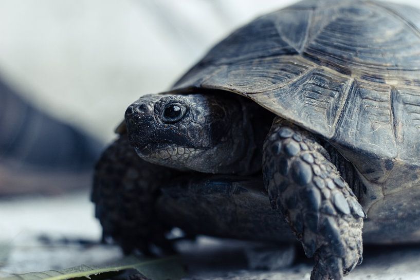 Lost Land Turtle by Humeyra Bagci