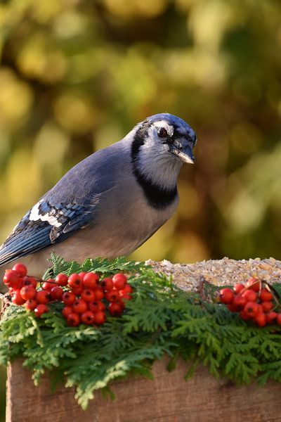 Ein Blauhäher am Futterhäuschen im Garten von Claude Laprise