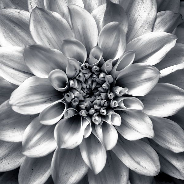 Dahlia van Jeroen Mondria