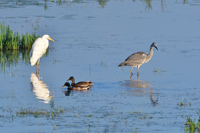 Grey heron and Little egret by Karin Jähne
