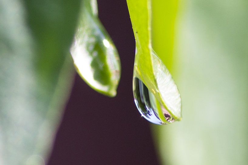Druppel by Kaatje Fotografie