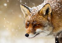 Fox in the snow