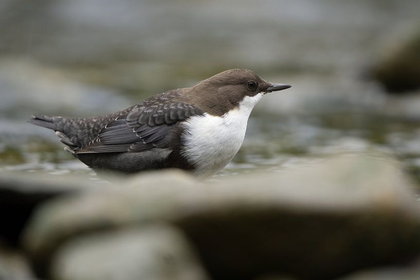 Schwarzbauch-Wasseramsel von Corrie Post