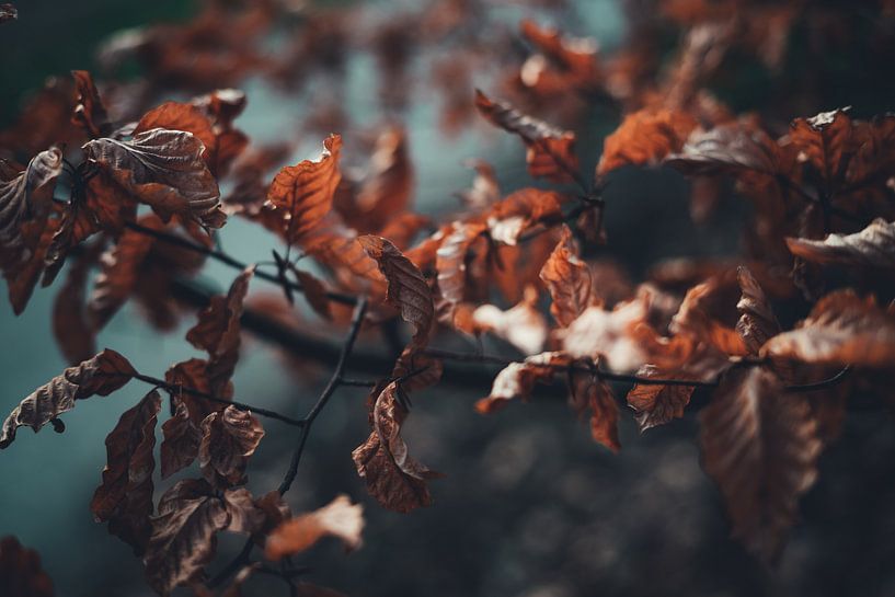 Brown orange leaves of autumn with a blue dark background by AIM52 Shop