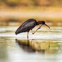 Schwarzer Ibis