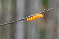 Eier eines Marienkäfers auf einem dünnen Zweig