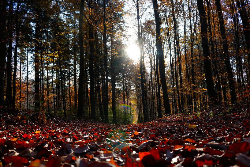 Autumn day by JASV Photography