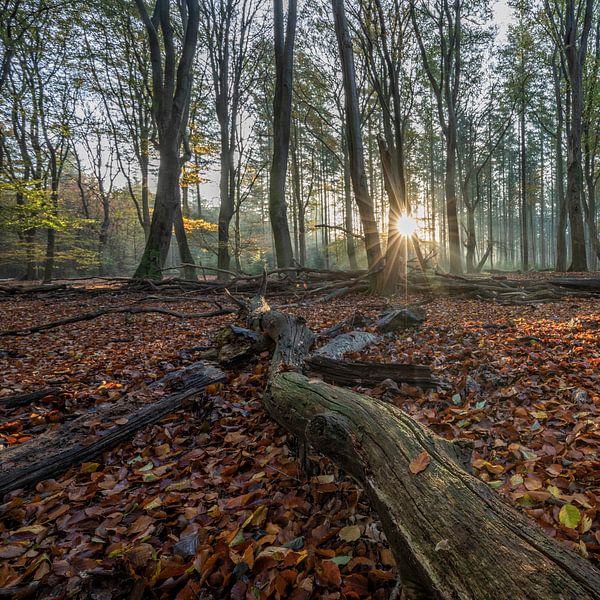 Speulderbos by Cor de Bruijn Photography