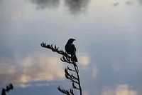 Vogel bei Sonnenaufgang