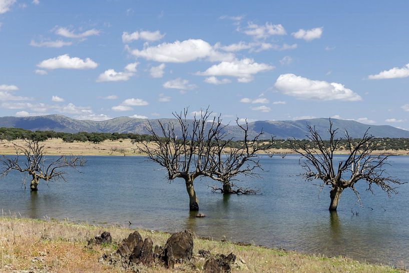 Bäume im Wasser am Embalse de Sierra Brava von Rob Kempers