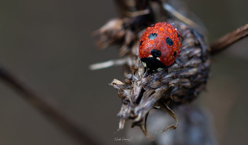 Rainy Ladybug by Nicole Harren