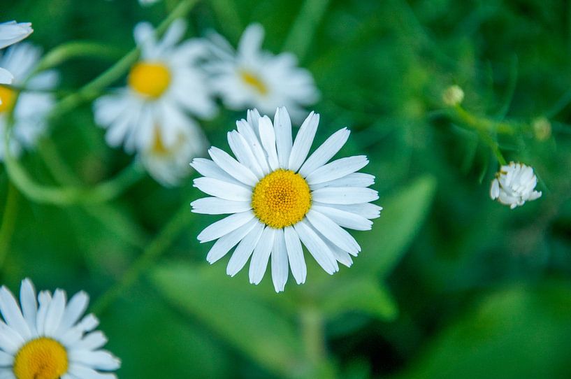 white daisy with soft green background by Pix-Art By Naomi.k
