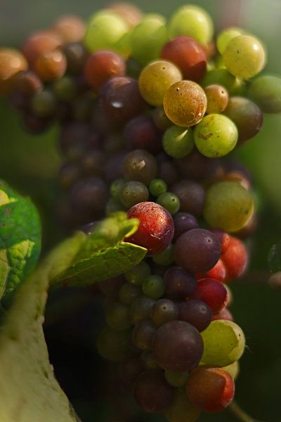 Weintraube von Tim Zentgraf