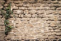 Die alte Steinmauer und der grüne Efeu.