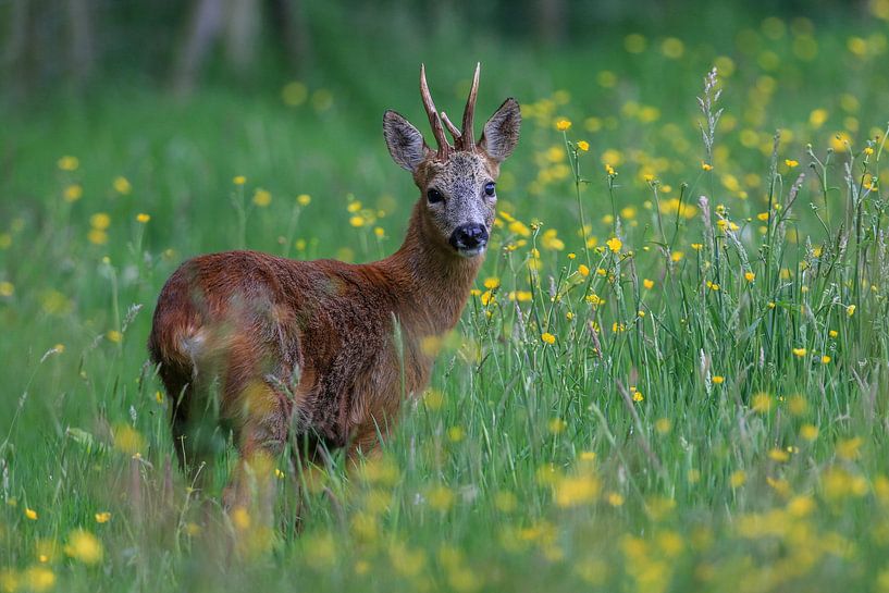 Reebok von Herman de Raaf