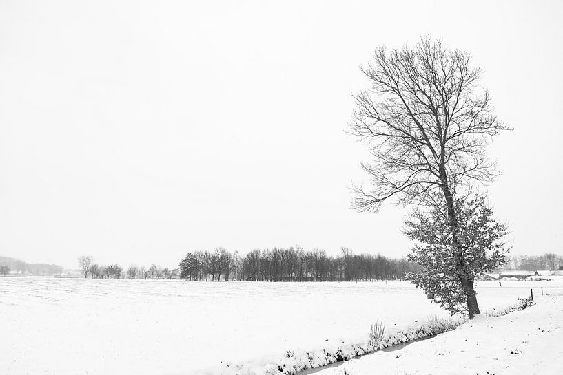 winterlandschap met een eikenboom aan de waterkant. by Lieke van Grinsven van Aarle