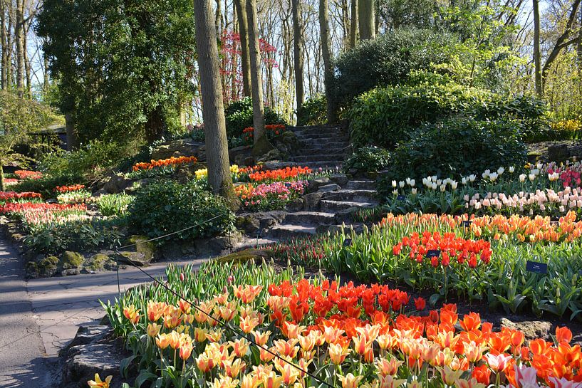 Keukenhof, Tulpen, Blumen, Grün, Natur von Anita van der Wiel